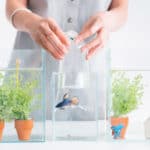 Holding a plastic bag with new fish