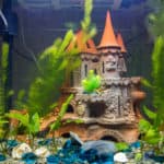 Newly populated fresh aquarium with planted algae